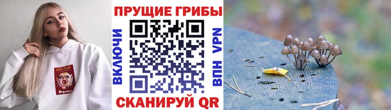 Псилоцибиновые грибы Psilocybe  ОМГ ОМГ ССЫЛКА  Называевск 